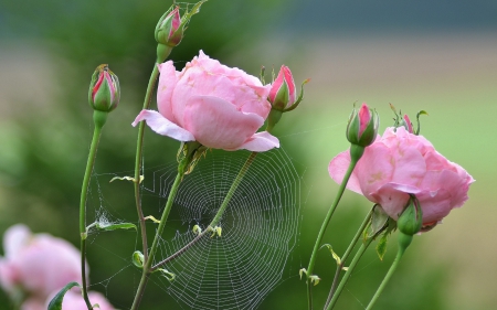 Autumn jewel on pink roses - flower, rose, pink, web, bud, autumn, green