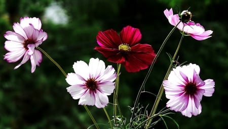 Flowers - flowers, white, red, nature