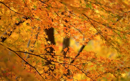 Autumn - nature, autumn, forest, trees