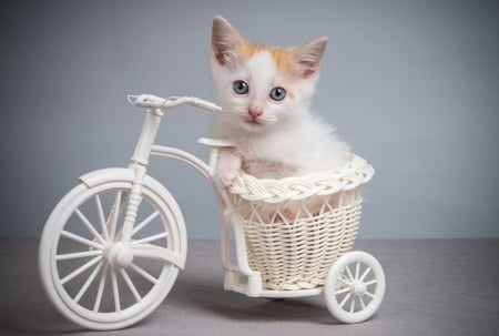 bicycle kitten - skyphoenixx1, cat, kitty, animals, kittens, bicycle, kitten, cats, animal, sweet, cute