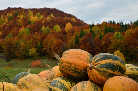 October - dovleci, toamna, in, octombrie