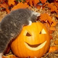 .....peeks into pumpkin