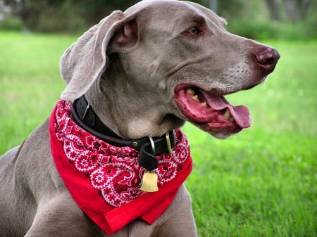 Beau the Weimaraner 1 - wide screen, dog, photography, animal, canine, pet, weimaraner, photo