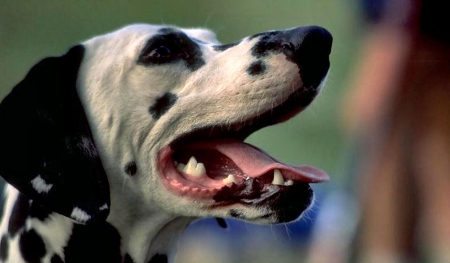 Spot the Dalmation 1 - wide screen, canine, dalmation, animal, pet, photo, photography, dog