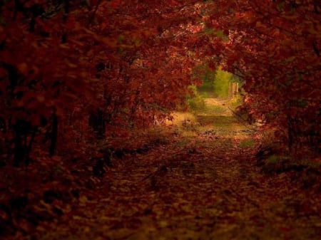 Beautiful Fall - nature, trees, beautiful, fall leaves, park