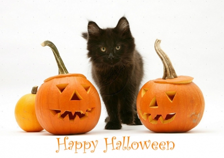 Halloween Kitty