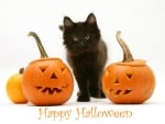 Halloween Kitty