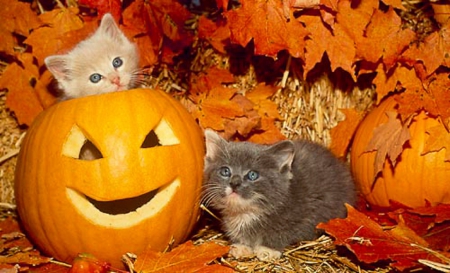 two kittens and Halloween pumpkins - fall leaves, kittens, pumpkins, cats, Halloween, animals