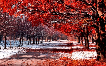 First Snow in Late Autumn - fall, path, trees, colors, leaves