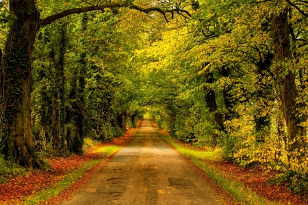 Autumn - fall, path, trees, nature, autumn, autumn splendor, forest