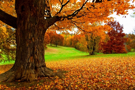 Autumn - fall, trees, autumn, autumn splendor, leaves