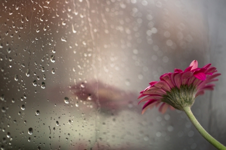 Rain - drops, flower, gerbera, rain