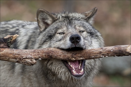 Give me the Stick - saying, wolf, wolves, black, white, wisdom, timber, canislupus, wallpaper