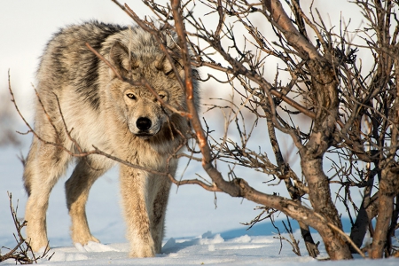 in ambush - canislupus, wallpaper, black, wolves, white, wolf, wisdom, timber, saying