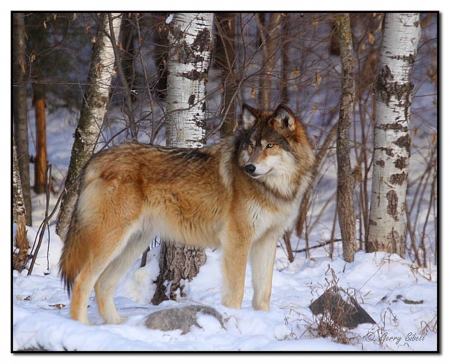 The Alpha - canislupus, wallpaper, black, wolves, white, wolf, wisdom, timber, saying