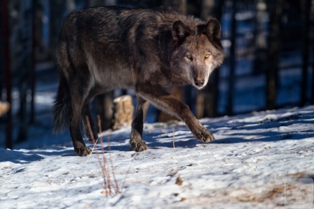 The Natural Reality - canislupus, wallpaper, black, wolves, white, wolf, wisdom, timber, saying