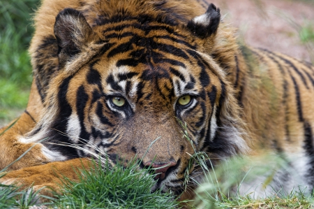 Tiger - tiger, grass, look, head