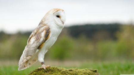 Barn Owl  - bird, avian, photography, photo, raptor, wide screen, owl, animal, wildlife