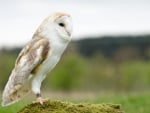 Barn Owl 