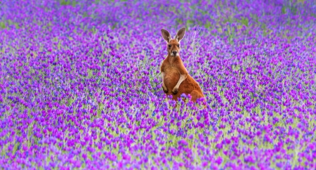 â•°âœ¿âœ¿â•®â•°âœ¿âœ¿â•®â•°âœ¿âœ¿â•® - cangoo, field, flowers, animals