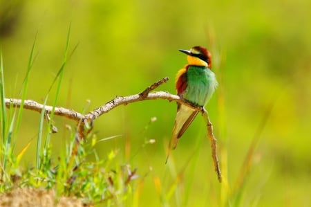 ╰✿✿╮╰✿✿╮╰✿✿╮ - bird, birds, animal, bee-eater, animals