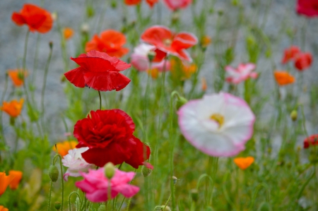 â•°âœ¿âœ¿â•®â•°âœ¿âœ¿â•®â•°âœ¿âœ¿â•® - flowers, field, flower, nature