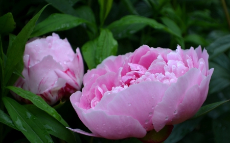 âœ¿âŠ±â€¢â•®â•­â€¢âŠ°âœ¿ - nature, flowers, flower, pink