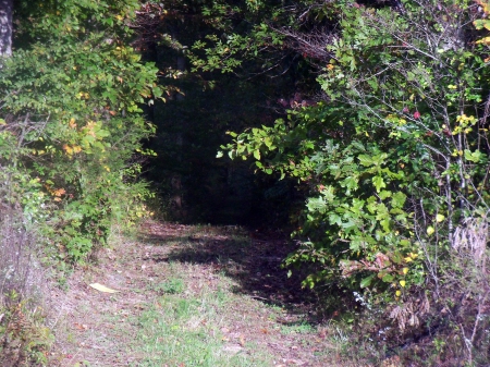 One-Way Driveway - driveway, rural, forests, natural