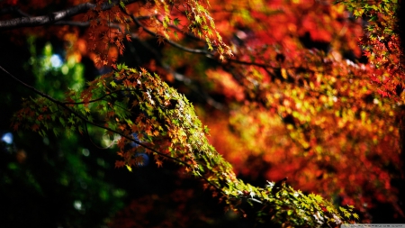 Autumn Branches - colorful, Autumn, trees, Fall