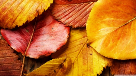 beautiful_autumn_leaves - leaves, orange, fall, autumn