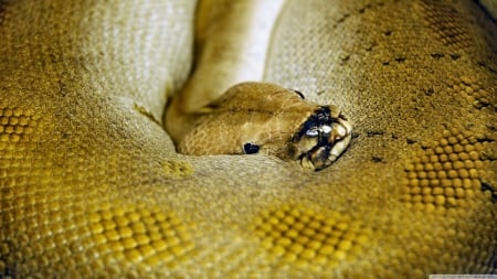 snake - closeup, reptile, yellow, snake