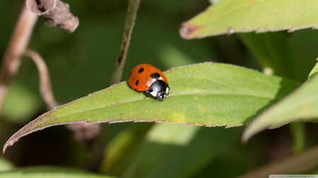 ladybug on leaf - leaf, red, ladybug, insect