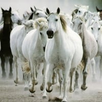 wild horses