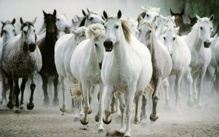 wild horses - white, horse, wild, majestic