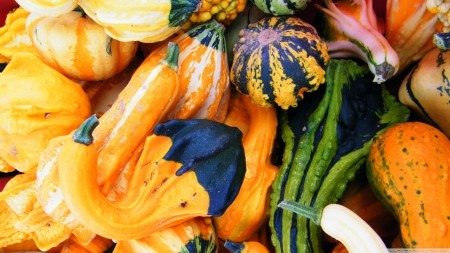 Autumn Harvest - Autumn, Fall, harvest, gourd, pumpkin