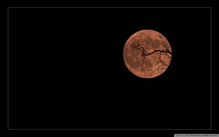 Halloween Moon - moon, halloween, autumn, night, samhain