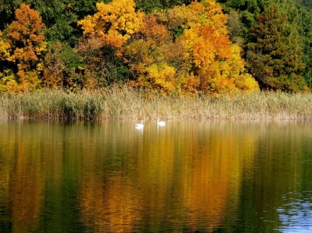 Autumn Lake - trees, swans, Nature, yellow, mirror, landscape, lake, leaf