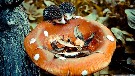 wooden_mushroom - nature, mushroom, brown, forest