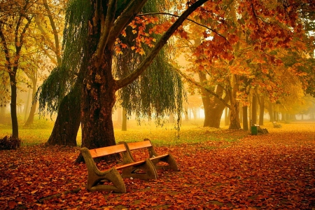 Autumn park - trees, beautiful, colors, walk, rest, leaves, fall, nature, season, autumn, serenity, bench, foliage, park