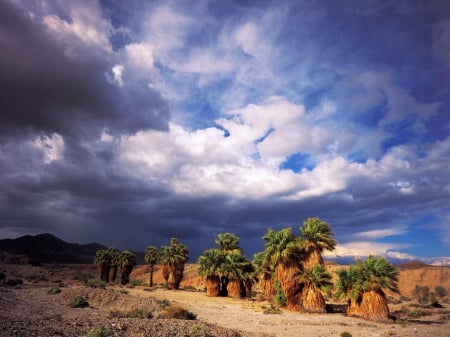 california seventeen palm oasis - oasis, california, palm, seventeen