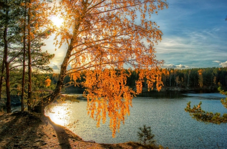 Autumn By the River - tree, water, river, autumn