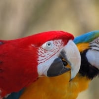 Colorful Parrots