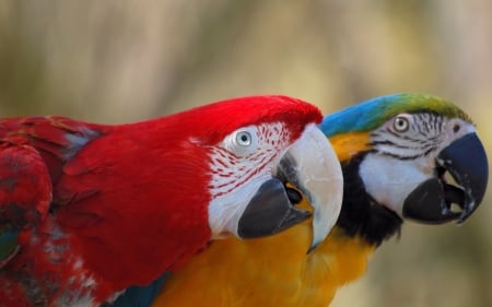 Colorful Parrots - colorful, parrots, lovely, animals