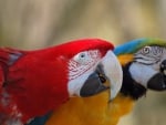 Colorful Parrots