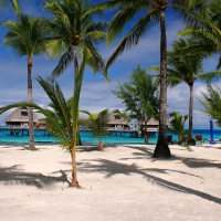 Palm Trees on a Sandy Beach