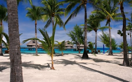 Palm Trees on a Sandy Beach - nature, beach, palm, trees