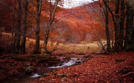 Fall Leaves - nature, autumn, landscape, fall leaves