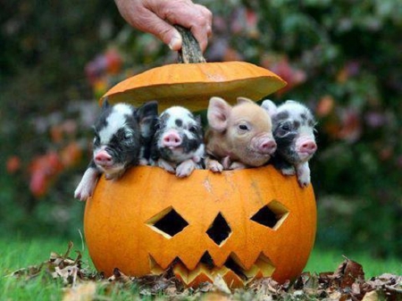 Cute Halloween Pigs - pigs, cute, Halloween, pumpkin, animals