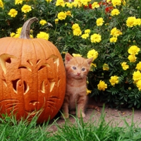 Kitty and Halloween Pumpkin