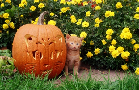 Kitty and Halloween Pumpkin - garden, cats, kitty, animals, flowers, halloween, yellow, pumpkin